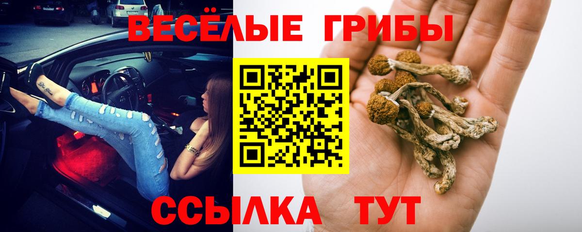 Псилоцибиновые грибы Cubensis Хасавюрт